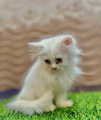 Kitten available for sell