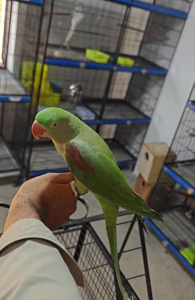 Kashmiri raw female out class quality long length