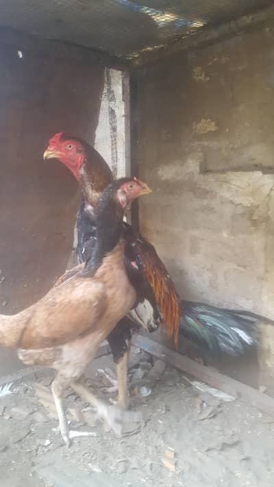 Pure Aseel pair