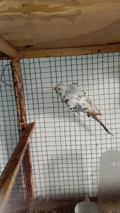 Tcb hogoromo breeder male available contact no. 03285533122