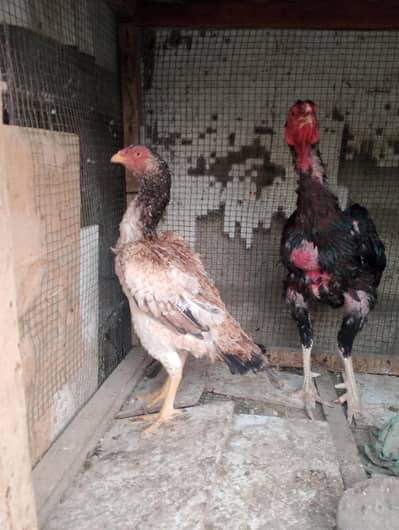 for sale