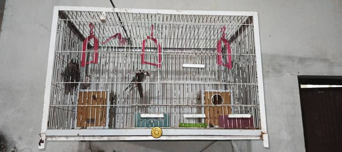 Finches with Cage & Boxes