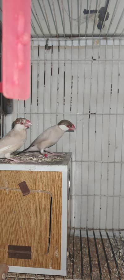 Finches with Cage & Boxes