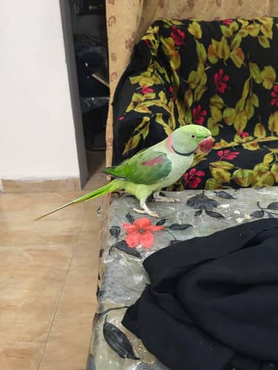 raw parrot male