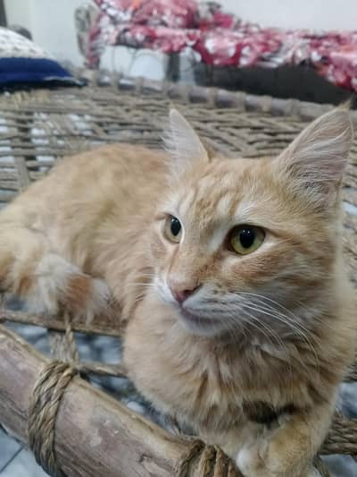 Persian Orange Male Cat For Sale