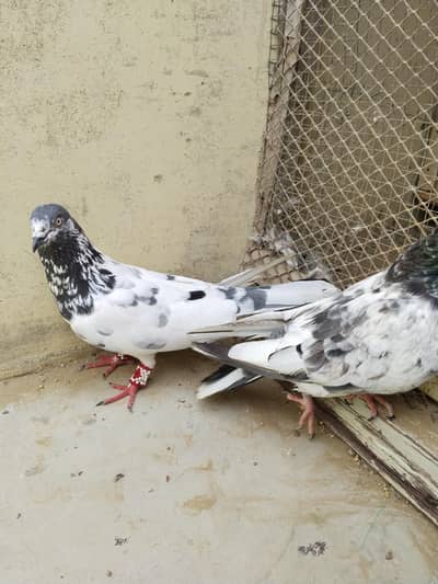 kabootar for seel