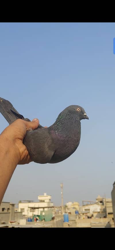 orignal shahjan pori femal for sale.