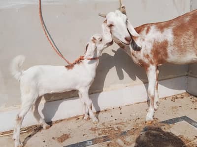 Teddy bakri with female kid