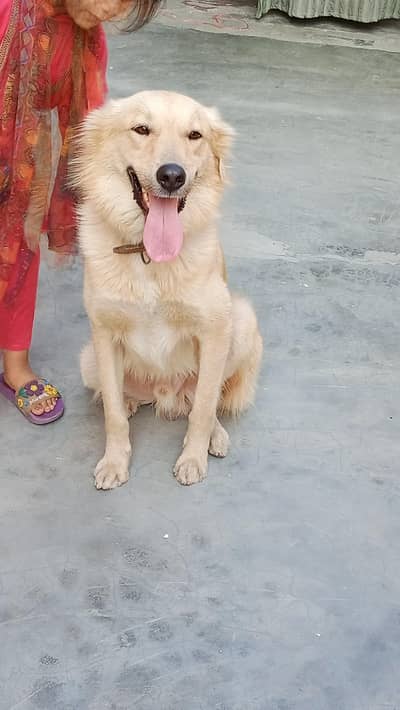 Golden Retriever friendly Dog