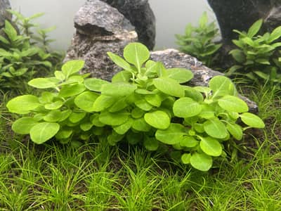 aquariums plants live