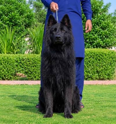 Powerful Pure Black Long Coat German Shepherd – For Sale