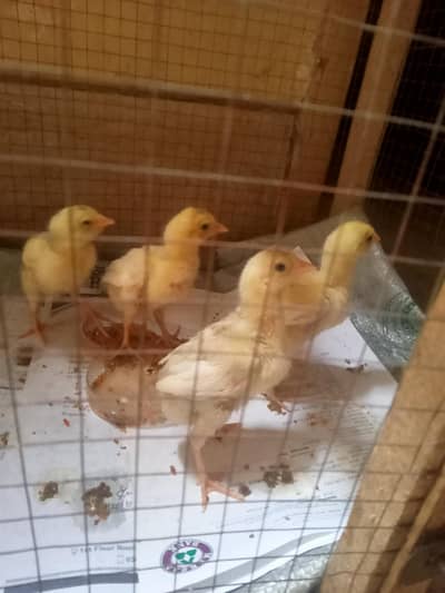 Heera aseeel for sale
