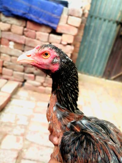 aseel murgi for sale