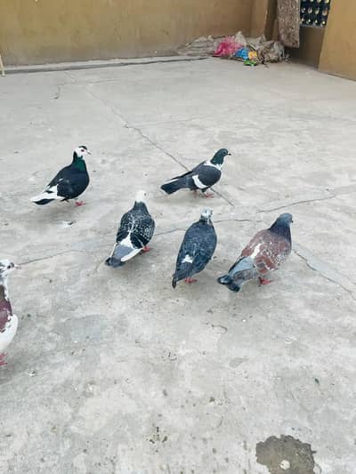 03709627546 6 Dana 4male 2 female