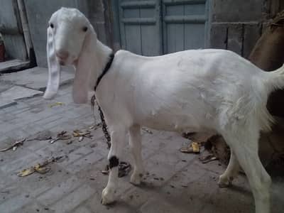 bakri