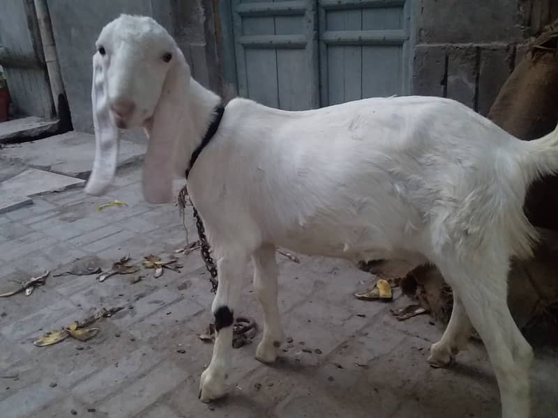 bakri 0