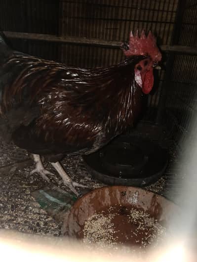 Roosters