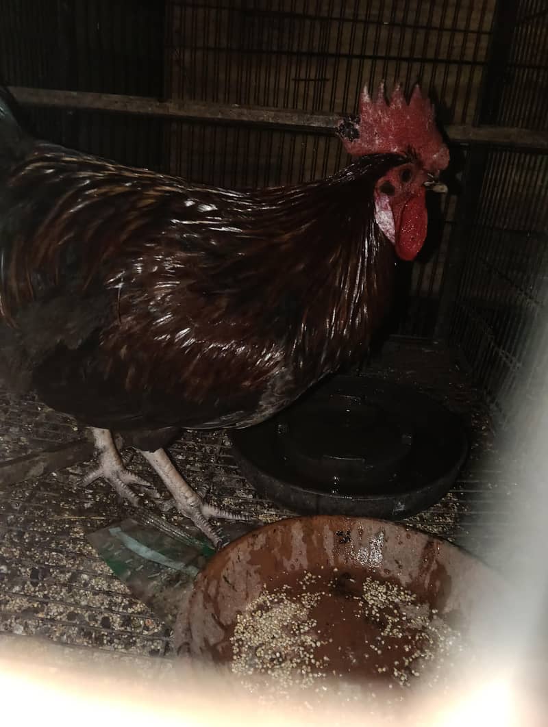 Roosters 0