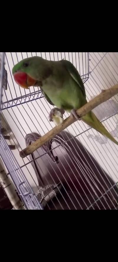Raw parrot 7 month age nell ok wings caty huy hy khud