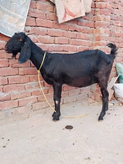gabban bakri for sale