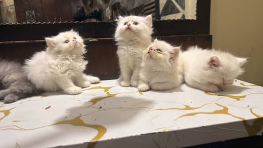 Pure Persian kitten available for sale