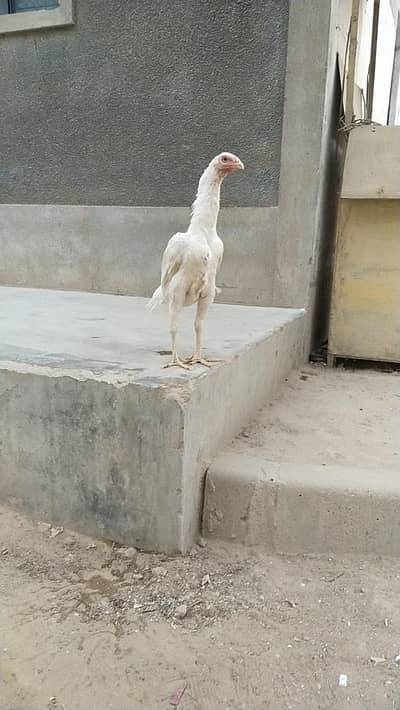 German King size Shamo female Heera female 03168035881 whatsapp/call