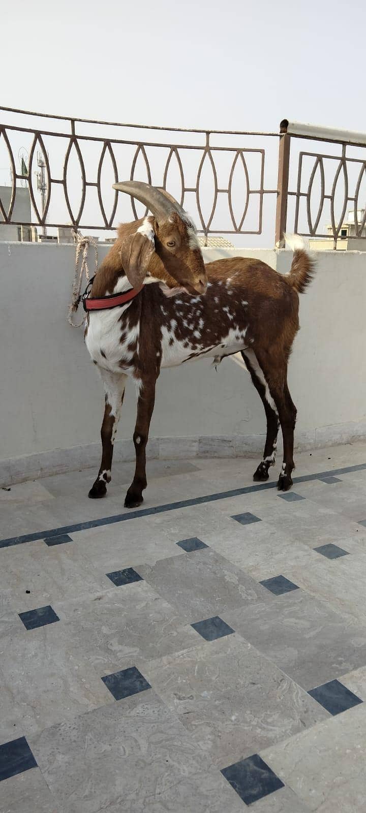 cheena tapra 0