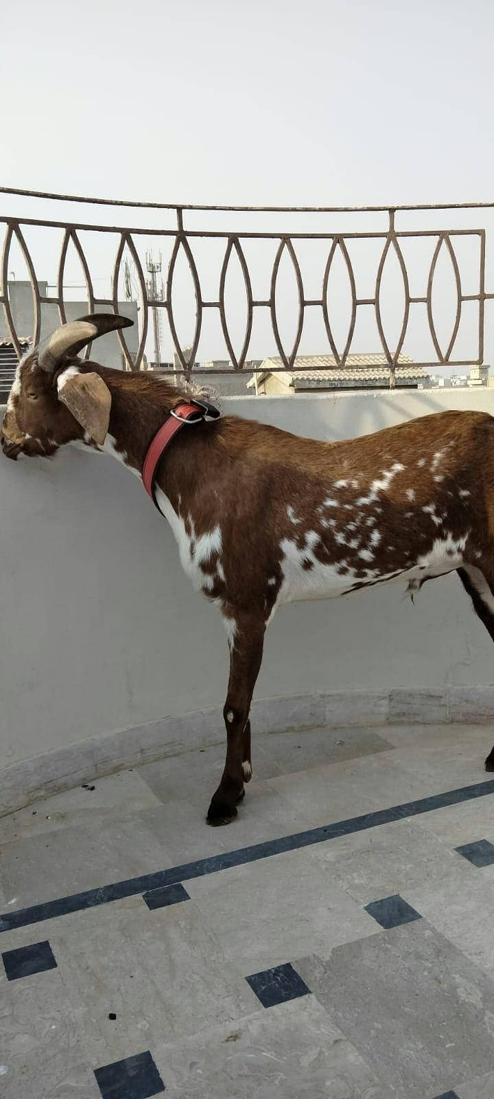 cheena tapra 1