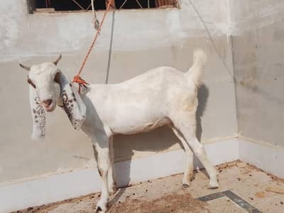 2 month Pragnant Goat