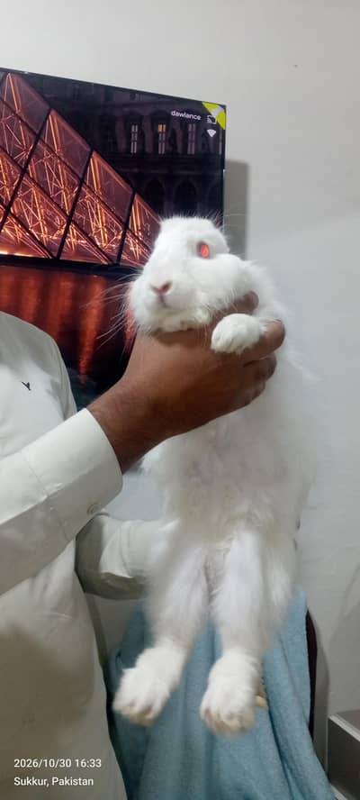 Khoobsurat Safaid Khargosh angora