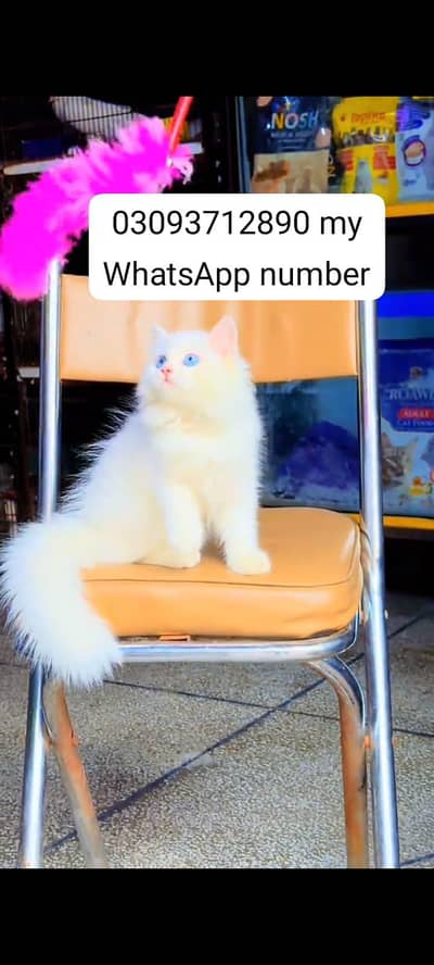 (Persian cat vaccinated) 3 month age)