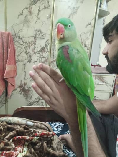 Semi Hand Tamed Female Talking parrot