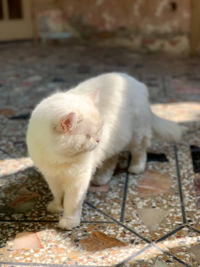 punched face male cat available