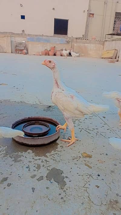 PAPER WHITE ASEEL HEERA QANDHARI CHICKS
