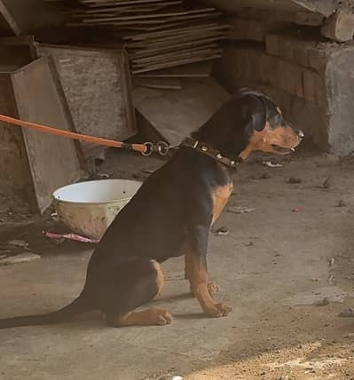Rottwiler female puppy for sale