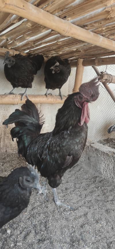 Plymouth Rock & Ayam Cemani breeder and Lakenvelder chicks available