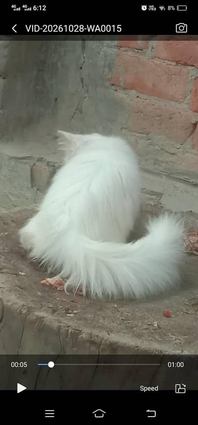 Russion cats