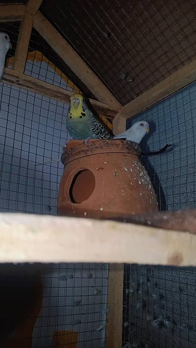 budgies pair and white lutino pair