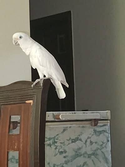 cacaktoo for sale