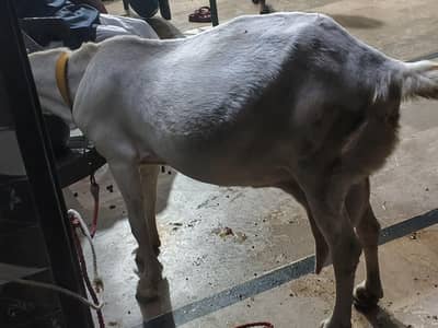 goat for sale