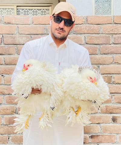 Frizzal Light Columbian brahma