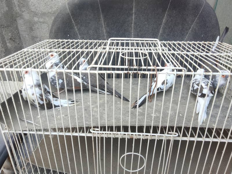 daimand pait doves 0