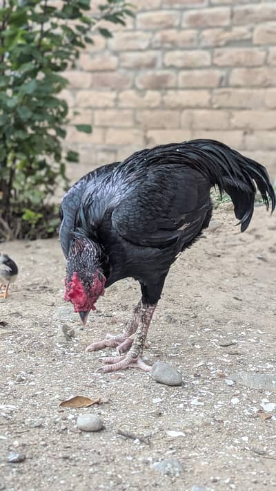 Black Aseel