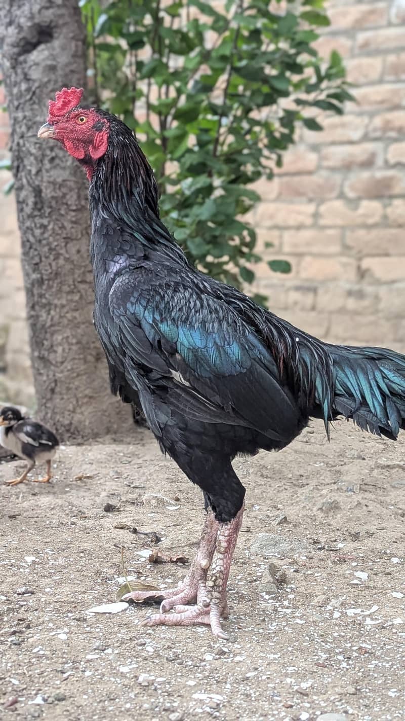 Black Aseel 1
