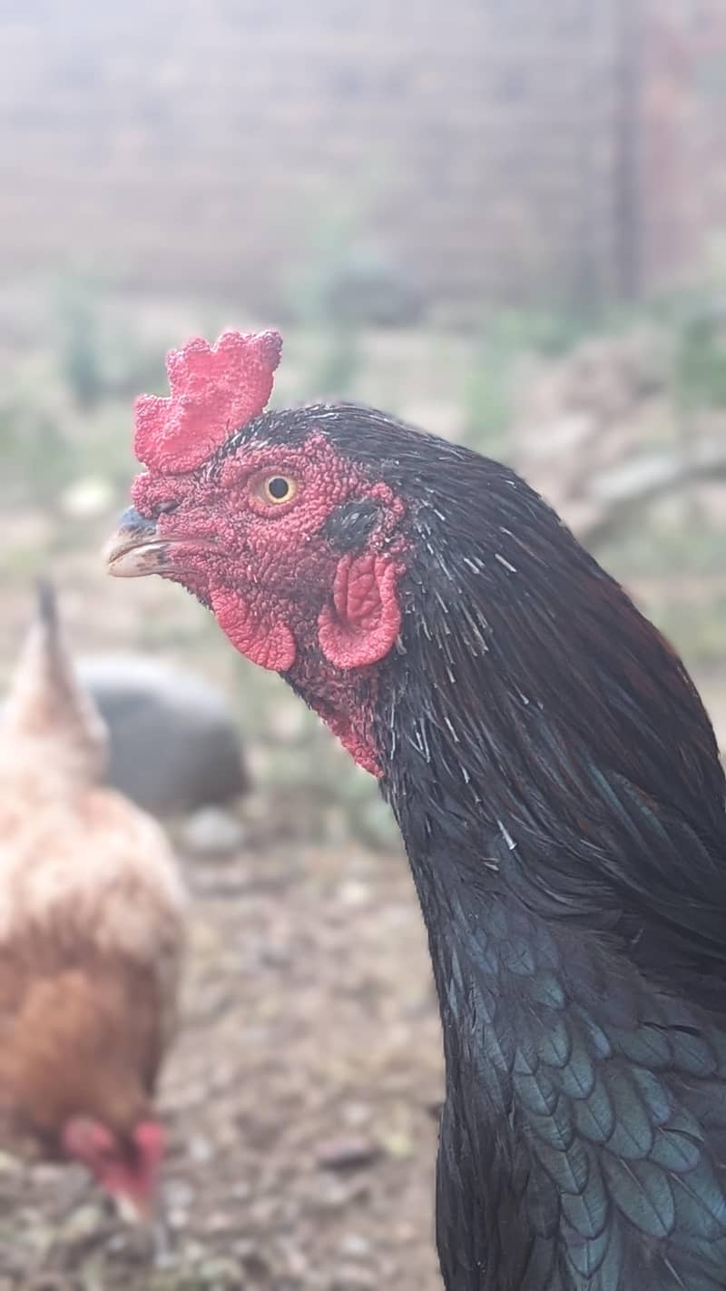 Black Aseel 7