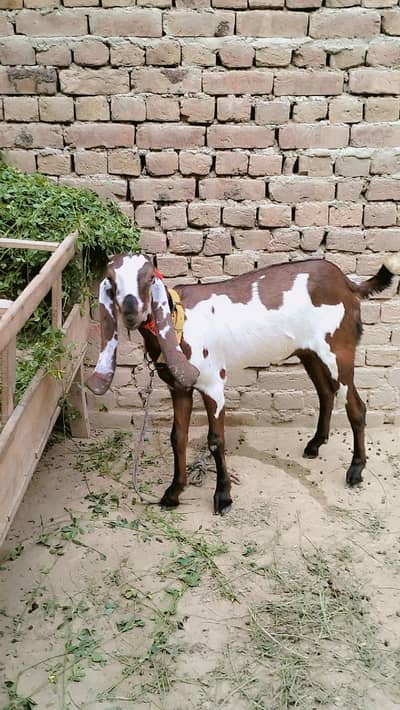 piuer dasi nagari phuth
