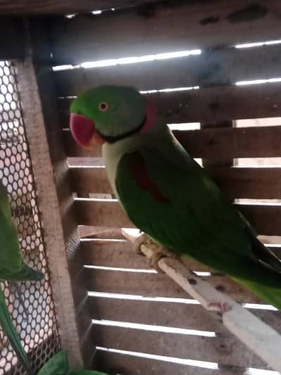 Kashmiri Raw Green Parrot