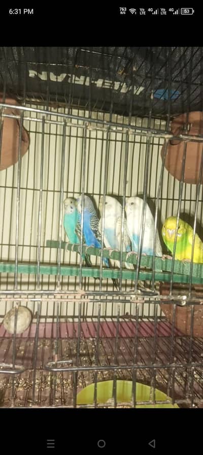king size parrot for sale