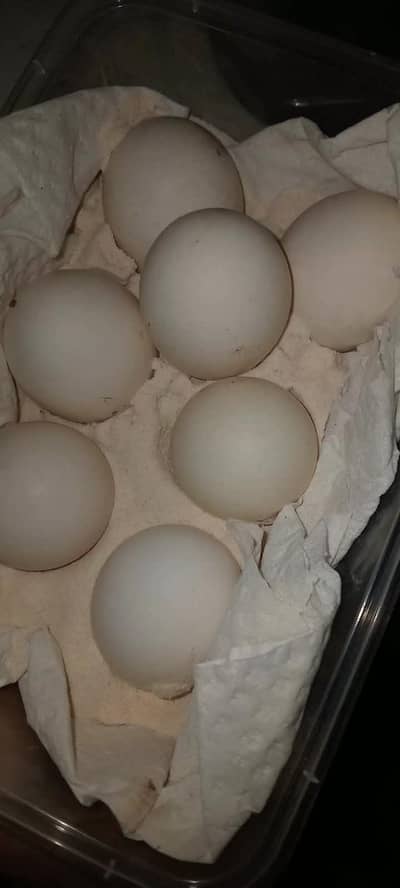 golden sebright hen 100% fertile eggs available only serious byer cont