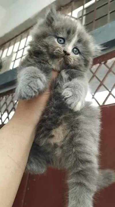 Beautiful & Healthy Kittens WhatsApp 032/66/6963/10